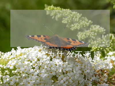 梁璐为什么不离婚