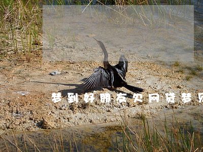 梦到好朋友欠网贷(梦见朋友欠债)