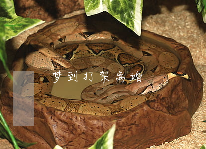 梦到打架离婚