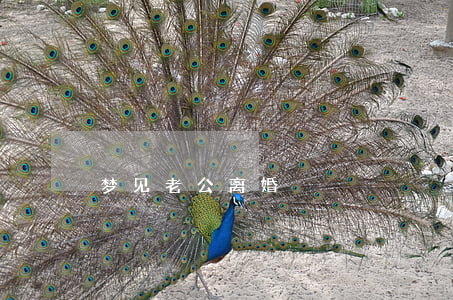 梦见老公离婚