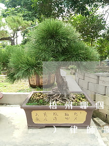梧州哪個(gè)律師厲害(梧州哪個(gè)律師厲害)
