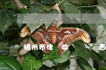 梧州市律師收費標準(廣西律師服務收費標準)