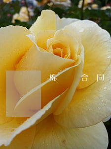 棉紗合同糾紛案例(棉紗采購合同)