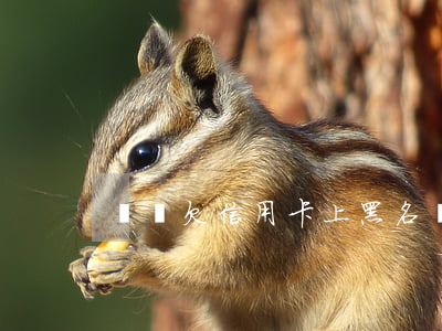 棗莊欠信用卡上黑名單的人