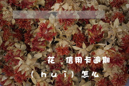 棗莊花唄信用卡逾期(棗莊花唄信用卡逾期會(huì)怎么樣)