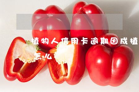 植物人信用卡逾期(因成植物人信用卡還不上怎么辦)