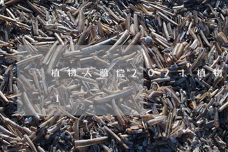 植物人赔偿2021(植物人赔偿标准2021)