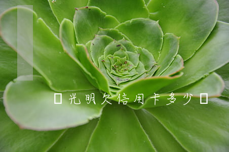 楊光明欠信用卡多少錢