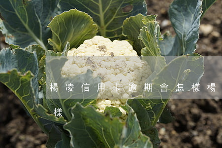 楊凌信用卡逾期會怎樣(楊凌信用卡逾期會怎樣)