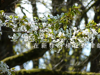 楊在新律師(楊在新律師 現(xiàn)狀)