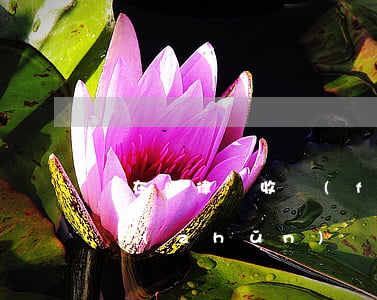 楊在明律師收費(fèi)標(biāo)準(zhǔn)(楊大明律師)