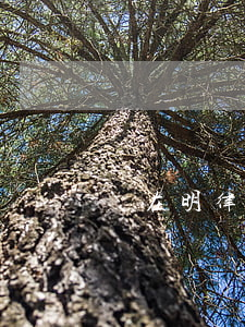 楊在明律師簡(jiǎn)介(楊明利律師)
