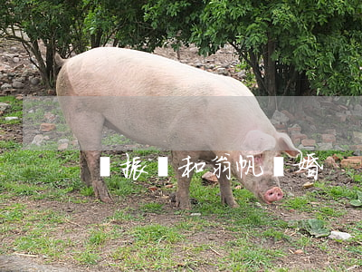 楊振寧和翁帆離婚