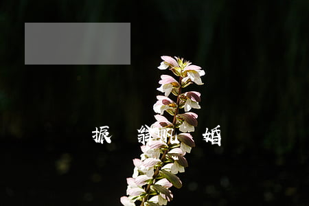 楊振寧翁帆離婚