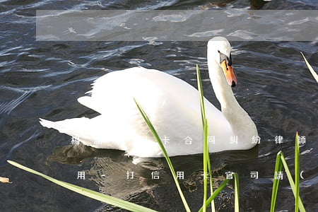 楊浦信用卡合同糾紛律師起訴費(fèi)用-打信用卡官司請(qǐng)律師要花多少錢
