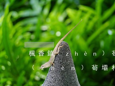 楓香鎮(zhèn)茍壩村交通事故(楓香鎮(zhèn)茍壩村交通事故)