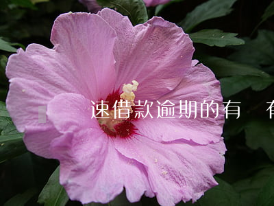 極速借款逾期的有沒有(極速貸能借到款嗎)