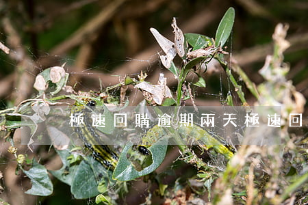 極速回購逾期兩天（極速回購逾期兩天）