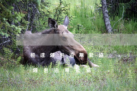 極速錢包逾期能協(xié)商還款嗎 極速錢包逾期能協(xié)商還款嗎