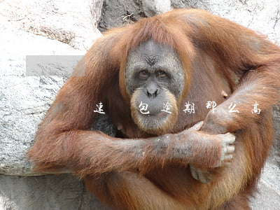 極速錢包逾期那么高(極速錢包怎么樣)