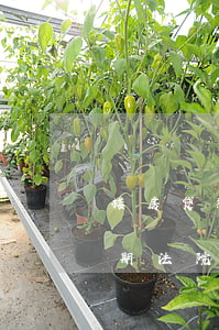 楼房贷款逾期还不起法院怎么拍卖-房贷逾期法院拍卖房子价格能拍卖高了吗