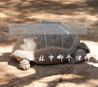 榆林市哪个律师事务所对工伤保险最好