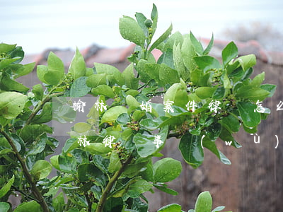 榆林離婚案件律師怎么聯(lián)系(榆林律師事務(wù)所地址)
