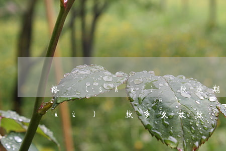 榕樹(shù)貸款逾期的能貸嗎(榕樹(shù)貸款多久放款)