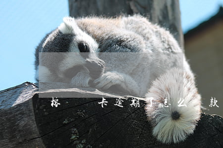 榕樹萬卡逾期了怎么還款