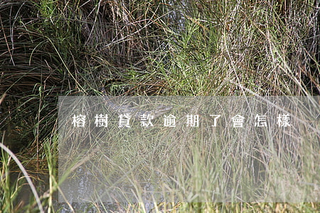 榕樹貸款逾期了會怎樣