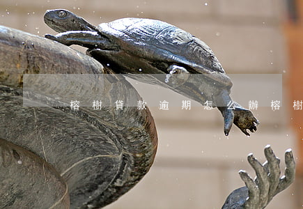 榕樹貸款逾期怎么辦(榕樹貸款吧)