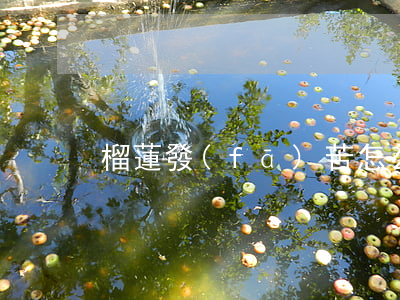 榴蓮發(fā)苦怎么回事
