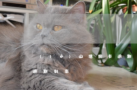 樂(lè)山信用卡逾期利息多少-信用卡 逾期利率