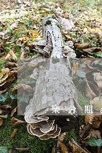樂分期app還款怎么還不了啊-