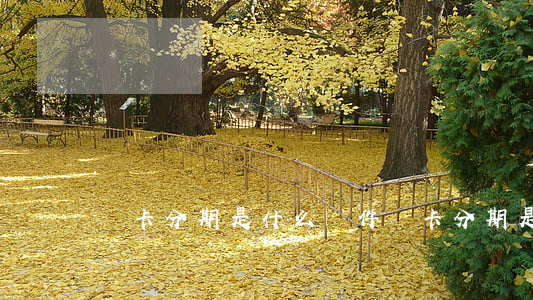 樂卡分期是什么軟件(樂卡分期是什么意思)