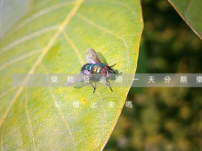 樂期貸逾期一天(分期樂逾期1天還進去還可以借出來嗎)