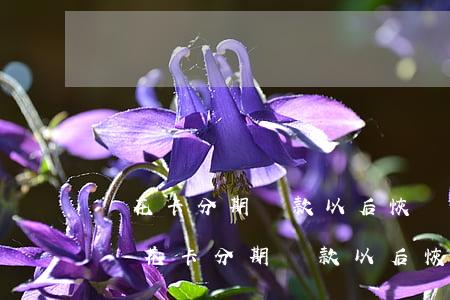 樂花卡分期還款以后恢復(fù)額度嗎-樂花卡分期還款以后恢復(fù)額度嗎是真的嗎