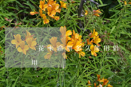 樂花卡逾期多久能用借唄（樂花卡逾期多久能用）