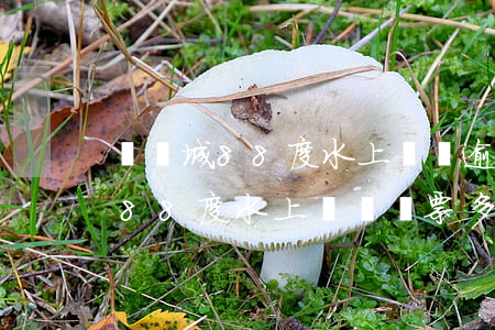 樂華城88度水上樂園逾期退款嗎-樂華城88度水上樂園門票多少錢