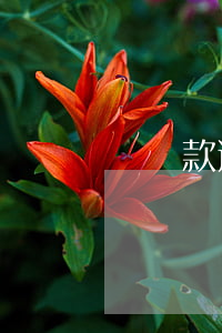樂貸款逾期欠款催告函(欠款催繳通知函)