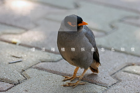 樓頂種植物拆遷怎么賠償