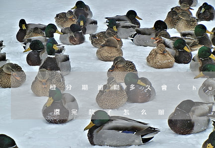 橙分期逾期多久會(huì)催還款(橙分期還完款了怎么辦)