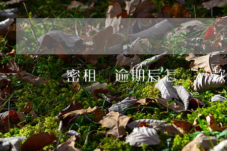 機密租機逾期后怎樣還款