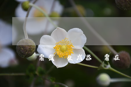 機票截圖生成器(機票在線制作生成器)