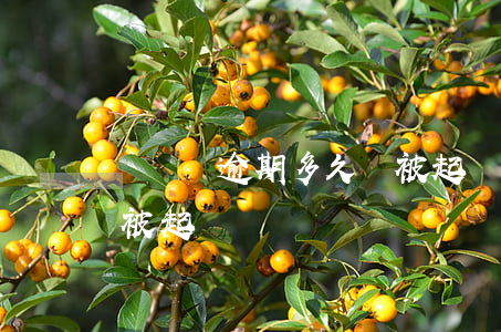 機靈寶逾期多久會被起訴(機靈寶逾期多久會被起訴)
