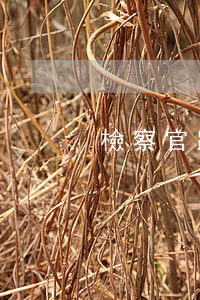 檢察官跟律師(檢察官跟律師的區(qū)別)