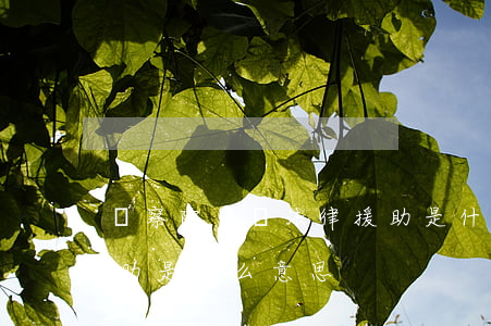 檢察院給請法律援助是什么意思(是否法律援助是什么意思)