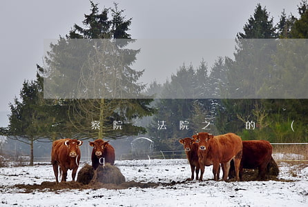 檢察院與法院之間的聯(lián)系與區(qū)別