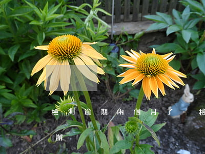 檢測逾期兩個月了-檢測逾期兩個月了怎么辦