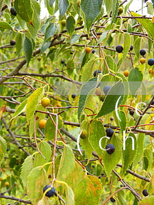 檢車(chē)逾期60天了怎么辦(免檢車(chē)年檢逾期六個(gè)月)